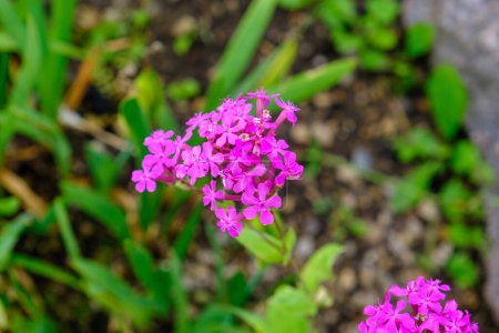 Photo for Sweet William Catchfly, a cluster of flowers of Silene armeria that blooms with many crimson pink flowers. Beautiful tiny flowers. - Royalty Free Image