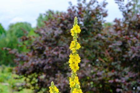 Photo for Yellow flowers of mullein, Verbascum densiflorum Bertol. in the family: Scrophulariaceae. Health drugs, medicinal plant. - Royalty Free Image