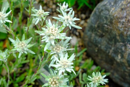 Alpine edelweiss, Leontopodium alpinum, a rare and protected white mountain flower. A plant in the botanical garden.