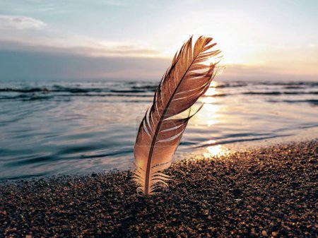 Téléchargez les photos : Beau coucher de soleil sur la plage avec une plume d'oiseau rétro-éclairé. flou. - en image libre de droit