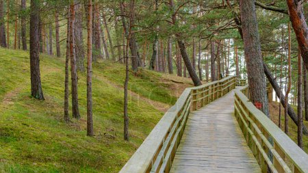 Téléchargez les photos : Lettonie, Saulkrasti, le populaire Sunset Trail touristique. Un sentier de randonnée en bois pour des promenades en toute sécurité et regarder le coucher du soleil sur la mer - en image libre de droit
