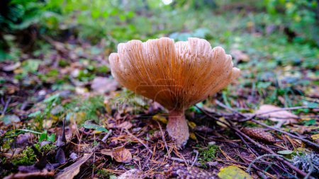 Foto de Parte superior de la macro hongo de cerca desde abajo en un fondo borroso bosque - Imagen libre de derechos