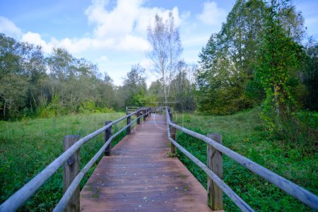 Foto de Un puente de madera, un camino con una barandilla como lugar para que los turistas caminen hacia un objeto ambiental al que es difícil acceder. Otoño en Letonia. - Imagen libre de derechos