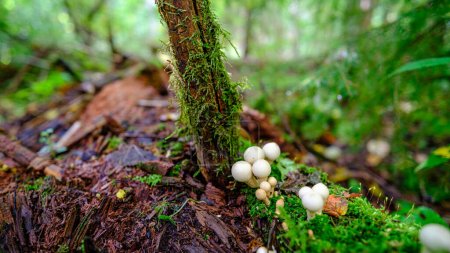 Téléchargez les photos : Champignons blancs dans la mousse dans la forêt. Sur un fond de mousse vert vif. - en image libre de droit