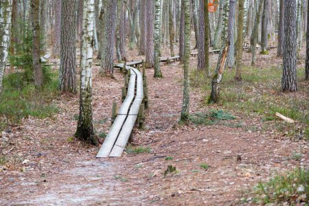 Un sentier sinueux en bois à travers une forêt paisible avec de grands arbres à troncs minces