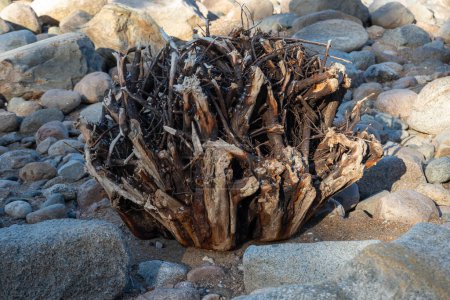 A piece of intricate driftwood amidst a rocky terrain under soft lighting.