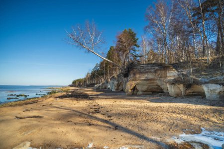 A serene landscape featuring eroded rocks amidst a sandy forest floor. Veczemju cliffs, Latvia