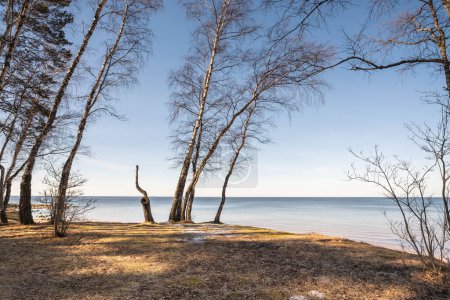 Téléchargez les photos : Une vue sereine au bord du lac entourée de grands arbres sous un ciel bleu clair. - en image libre de droit