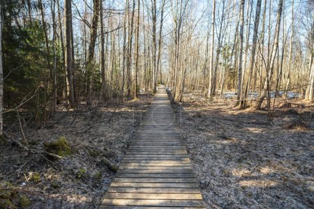 A serene wooden pathway leading through a tranquil, dense forest surrounded by tall, bare trees.
