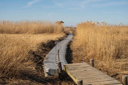Téléchargez les photos : Un chemin de promenade serein serpentant à travers de grands roseaux dorés. - en image libre de droit