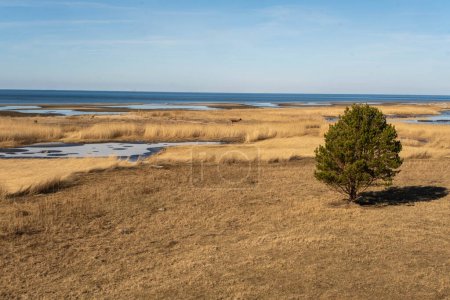 Eine ruhige Küstenlandschaft mit einem einsamen Baum inmitten von goldenem Gras und Sümpfen unter einem klaren blauen Himmel.