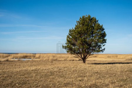 A solitary tree amidst a vast field under the clear blue sky.