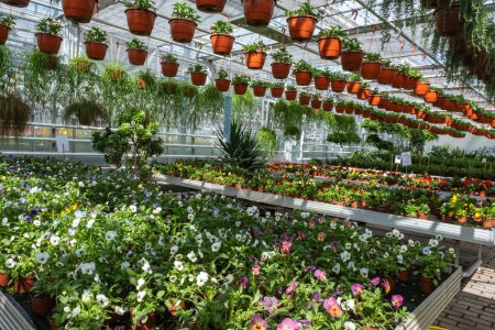 A greenhouse filled with colorful flowers in pots and various hanging plants, showcasing a lush and vibrant gardening space.