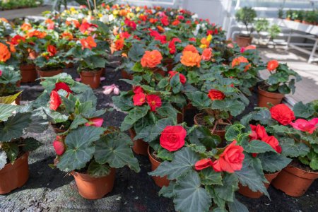 Vibrant red and orange begonias in pots inside a greenhouse, showcasing a lush and colorful plant nursery.