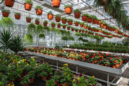 A greenhouse filled with colorful flowers in pots and various hanging plants, showcasing a lush and vibrant gardening space.