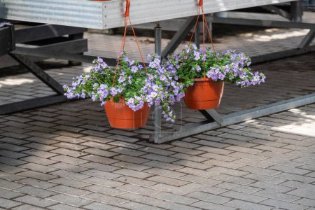 Hanging potted flowers with purple blooms on an outdoor patio, adding a touch of nature and beauty to the space.