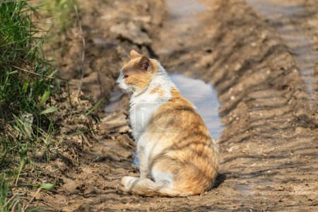 A ginger and white cat sits beside a muddy path with puddles, enjoying the outdoors on a sunny day.