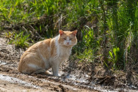 A ginger and white cat sits attentively on a muddy path in a grassy area, blending into its natural surroundings.
