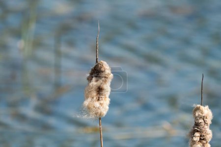 A close-up shot of a cattail with a blurred water background, highlighting the texture and details of the plant.