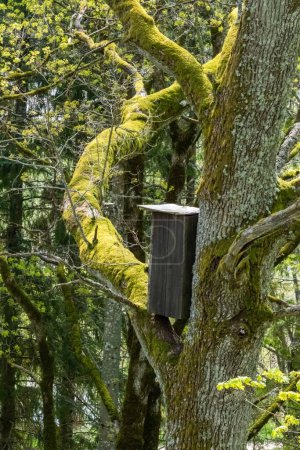 Wooden birdhouse attached to a moss-covered tree in a lush, green forest, creating a serene and natural wildlife habitat.