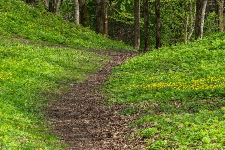 Kurvenreicher Waldweg, umgeben von üppigem Grün und gelben Wildblumen, der eine ruhige und einladende Naturlandschaft schafft.