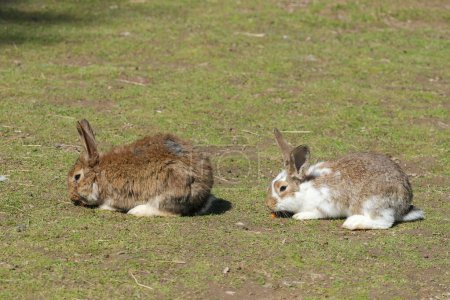 Two rabbits relaxing on a grassy field, basking in the sunlight on a clear day.