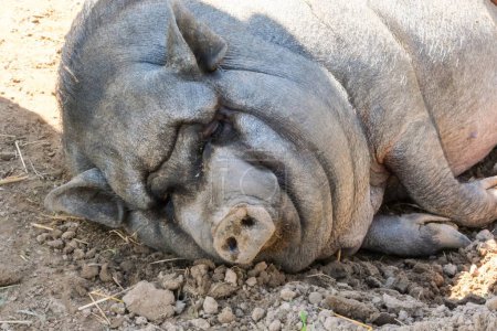 Large pig sleeping peacefully on the dirt ground, showcasing its wrinkled skin and relaxed state in a farm setting.