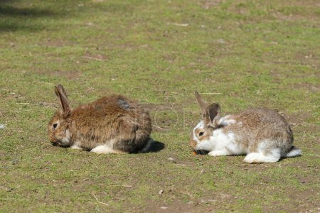 Zwei Kaninchen entspannen sich auf einer Wiese und sonnen sich an einem klaren Tag im Sonnenlicht.