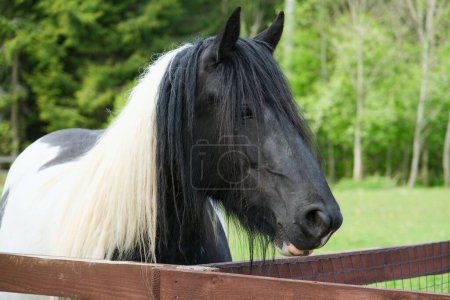 Close-up of a black and white horse with a long, flowing mane standing by a wooden fence in a lush green pasture.