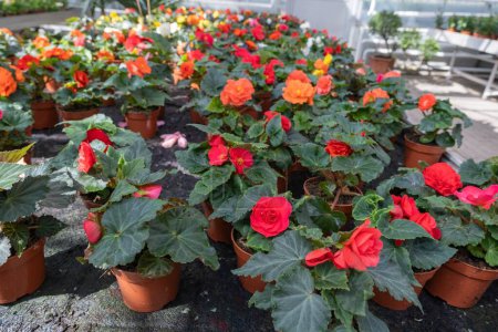 Vibrant red and orange begonias in pots inside a greenhouse, showcasing a lush and colorful plant nursery.