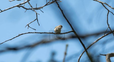 A small bird perches on a bare tree branch against a clear blue sky, capturing a tranquil moment in nature.