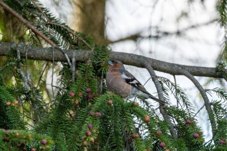 A chaffinch bird perched on an evergreen branch with small purple berries, highlighting the beauty of wildlife and nature.