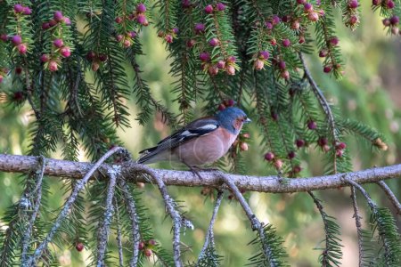 A chaffinch perched on a branch amidst evergreen boughs adorned with vibrant berries, highlighting a picturesque scene of nature.