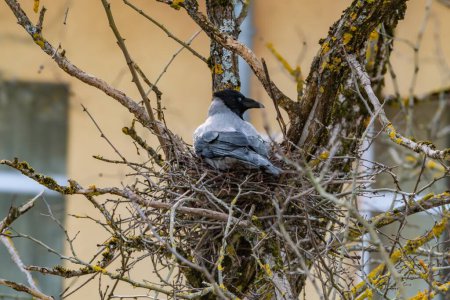 Close-up of a hooded crow sitting in its nest made of twigs, perched on tree branches with a blurred background.