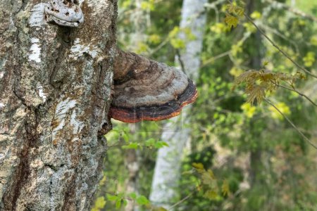 Close-up of tree fungus attached to a tree trunk in a lush green forest, highlighting natural growth and texture.