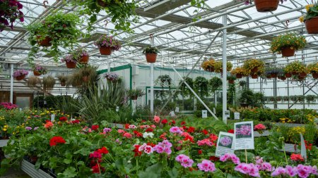 A greenhouse nursery filled with diverse and colorful flowers in pots and hanging baskets, creating a lush and vibrant display.
