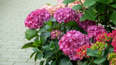 Close-up of vibrant pink and purple hydrangeas in full bloom, showcasing their lush and colorful petals.