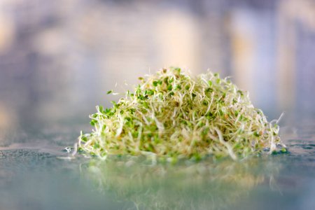 Foto de Microgreens alfalfa lavados limpios se encuentran en una mesa de vidrio con gotas de agua que riegan el cultivo de alimentos saludables, microgreens, oligoelementos, brotes saludables semillas de verduras germinadas para la dieta de alimentos crudos - Imagen libre de derechos