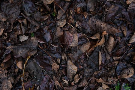 El suelo del bosque con un leñador caminando. Imágenes de alta calidad 4k