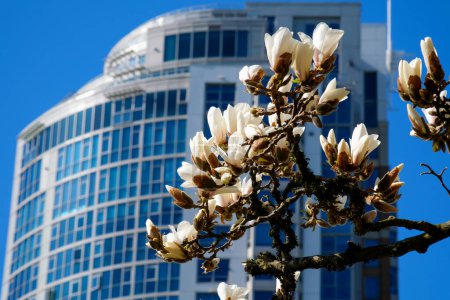 Foto de Magnolia flores contra el hermoso cielo azul, alta calidad 4k metraje - Imagen libre de derechos