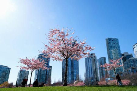 Foto de Flores de cerezo en plena floración en la ciudad Floreciente rama de flor de cerezo sakura con la construcción de rascacielos en el fondo en primavera, Vancouver, BC, Canadá. Parque David Lam - Imagen libre de derechos