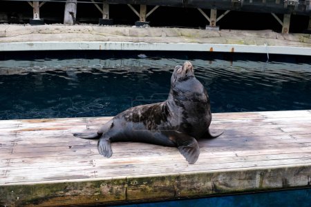 Foto de Lobo marino gruñe fuertemente levantando su cabeza gira direcciones abriendo zoológico boca ancha en piedras animales de red en cautiverio focas de puerto de orejas focas de piel del norte focas de orejas Vancouver Aquarium, BC, Canada - Imagen libre de derechos