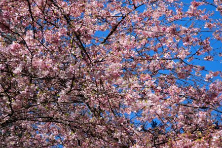Téléchargez les photos : Fleurs de cerisier Burrard gare au Canada Vancouver escaliers pour gratte-ciel lanterne printemps beauté de la nature mains courantes blanches pour l'escalade de la gare Sky pas de gens calme journée ciel clair Canada 2023 - en image libre de droit