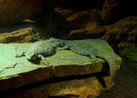 Foto de Uromastyx ornata es una especie de lagarto de la familia Agamidae Vancouver Aquarium, BC, Canadá. - Imagen libre de derechos