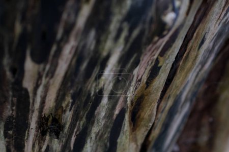 Foto de Diferentes partes de la naturaleza en Canadá Vancouver Surrey árbol húmedo corteza hojas ramas principios de primavera árboles desnudos primeras flores diferentes plantas arbustos - Imagen libre de derechos
