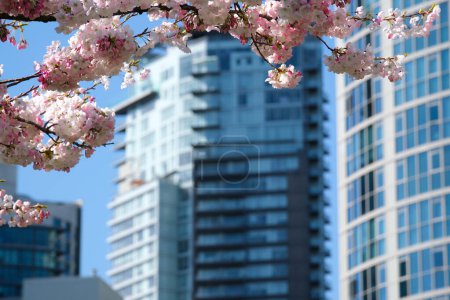 Foto de Flores de cerezo en plena floración en la ciudad Floreciente rama de flor de cerezo sakura con la construcción de rascacielos en el fondo en primavera, Vancouver, BC, Canadá. David Lam Park. Imágenes de alta calidad 4k - Imagen libre de derechos