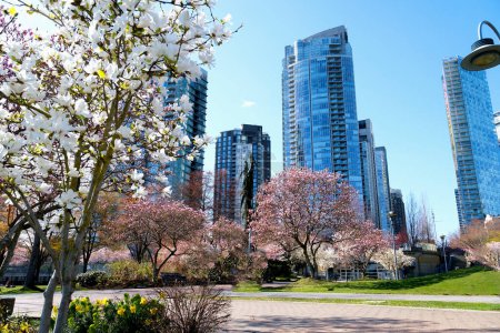 Foto de Flores de cerezo en plena floración en la ciudad Floreciente rama de flor de cerezo sakura con la construcción de rascacielos en el fondo en primavera, Vancouver, BC, Canadá. David Lam Park. Imágenes de alta calidad 4k - Imagen libre de derechos