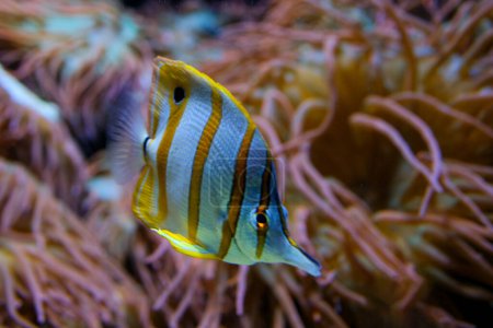 Téléchargez les photos : Poisson-papillon cuivré de la mer rouge d'Égypte. Photo de haute qualité Vancouver Aquarium, BC, Canada - en image libre de droit