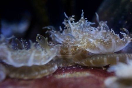 Foto de Al revés medusas Casiopea andromeda nadar sobre fondo arenoso tiro submarino,. Imágenes de alta calidad 4k - Imagen libre de derechos