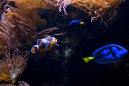 Téléchargez les photos : Poissons nageant sur le fond avec des algues beau fond musique apaisante tomber détendre écran économiseur espace pour texte vie marine océan Amphiprion ocellaris clownfish Nemo Vancouver Aquarium, BC, Canada - en image libre de droit